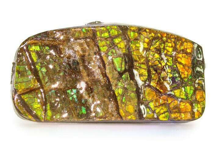 Iridescent Ammolite (Fossil Ammonite Shell) - Alberta #336276